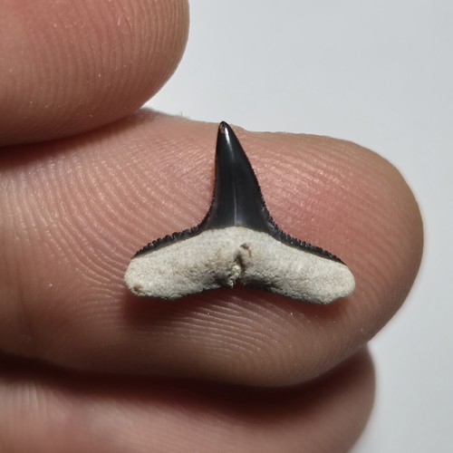 Dente fossile squalo - di,