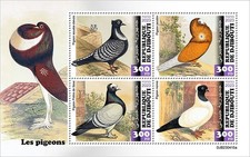 PICCIONI uccellini piccione