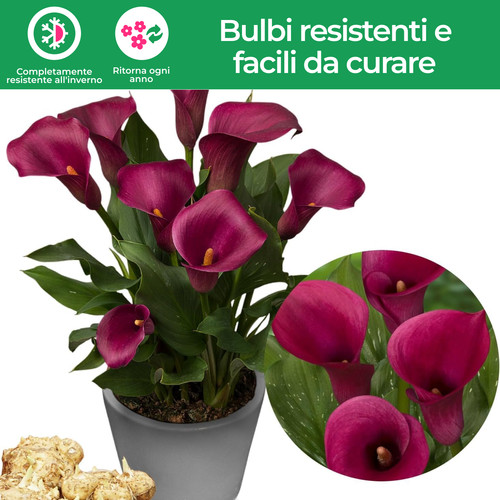 Bulbi calla resistenti - bulbi,