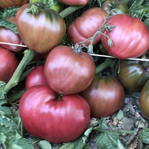 Pomodoro cuore bue - pomodoro,