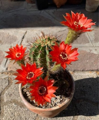 Lobivia aurea red flower - aurea,