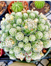 Mammillaria gracilis fragilis
