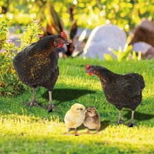  1 set di paletti per galline