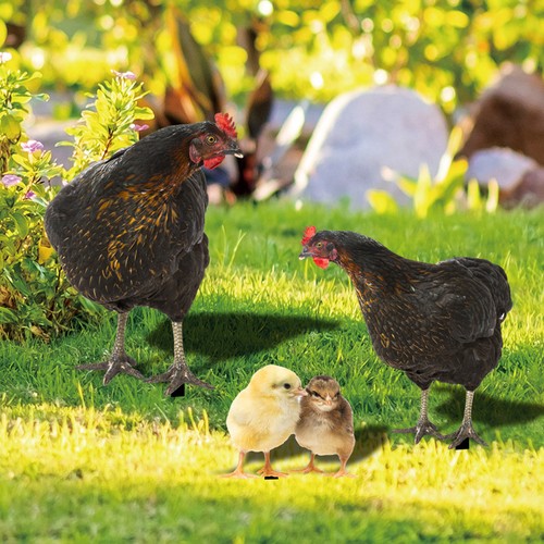Set paletti per galline - per,