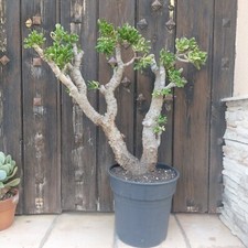 Crassula ovata Gollum. Bonsai