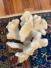 blocco corallo bianco grezzo