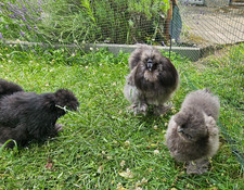 10 BE galline di seta miste