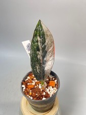 Zamioculcas pianta - , zz