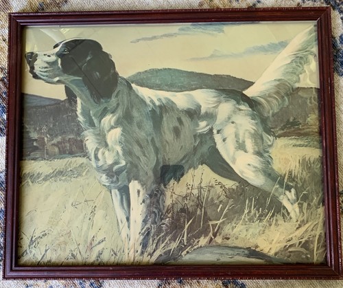 Setter inglese vintage - , con