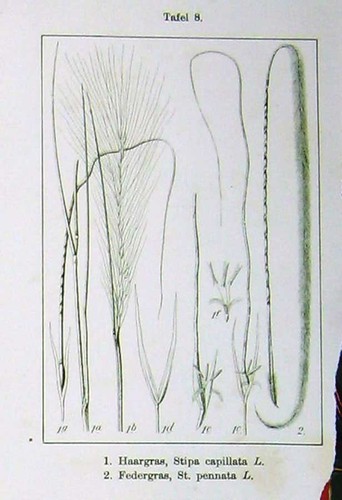 Vecchia stampa antica fiori - vecchia,