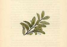 Stampa antica lauroceraso - stampa,