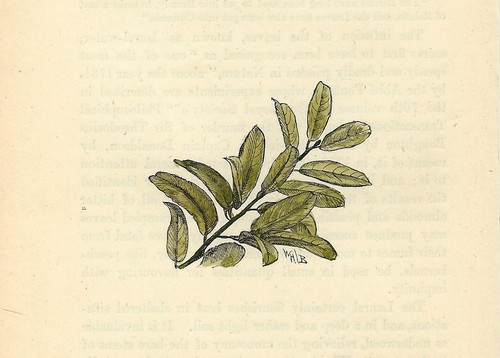 Stampa antica lauroceraso - stampa,