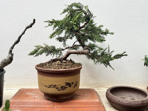 Bonsai ginepro itoigawa - bonsai,