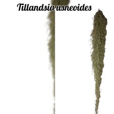 Tillandsie usneoides - tillandsie,