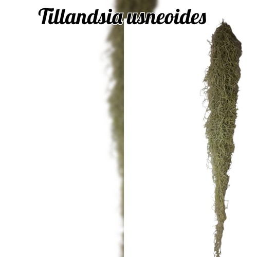Tillandsie usneoides - tillandsie,