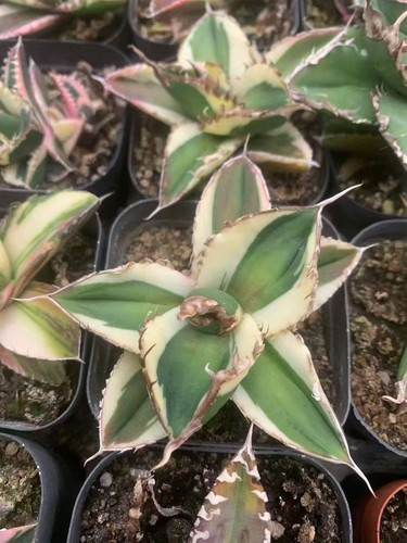 Raro cactus agave titanota - cactus,