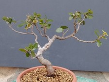 Pre-Bonsai Di Leccio 30x25cm