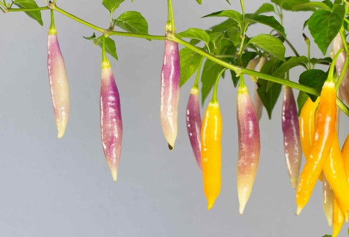 Aji challuaruro amarillo - challuaruro,