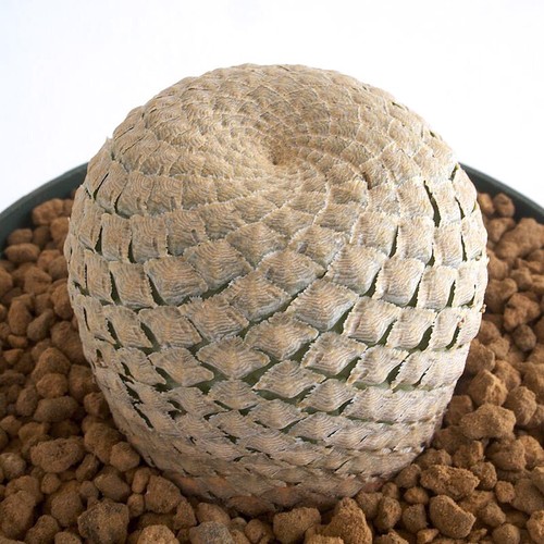 Pianta cactus succulenta 3 - di,