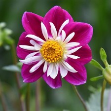 Dahlia  Dal Collaretto  in Mix di colori 100 semi freschi ,alta germinabilita