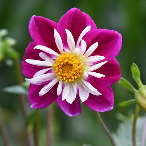 Dahlia dal collaretto - , mix