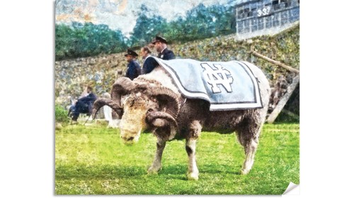 Rameses north carolina tar - carolina,