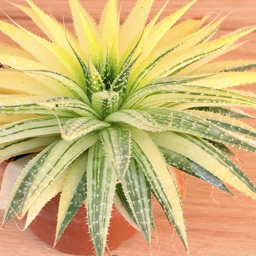 Aloe aristata variegata - f.,