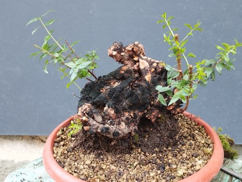 Bonsai mirto 24x22cm - di, in