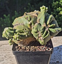 Ferocactus Glaucescens Inermis