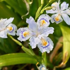 20  Piante di Iris Japonica a radice nuda da interrare. Pianta perenne 