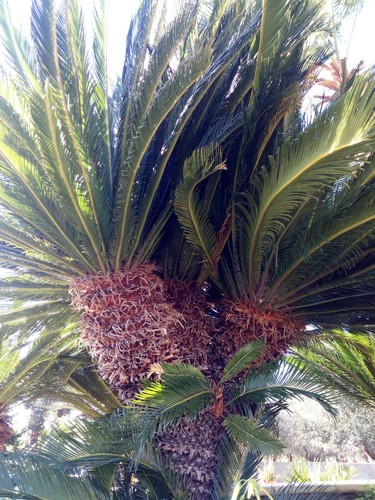 Semi cycas revoluta gigante - cycas,