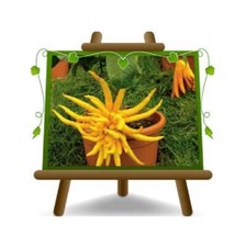 Agrumi Cedro Citrus Medica