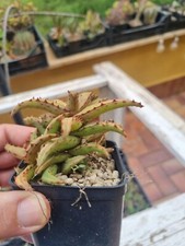 Aloe castilloniae spined form
