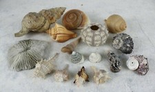 Set Lotto 16 conchiglie per decorazioni acquario casa ALLESTIMENTO Varie Rare