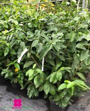 Pianta di LAUROCERASO - Vaso