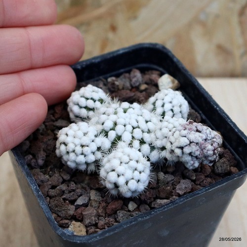 Mammillaria gracilis oruga - cv.,