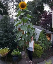 GIRASOLE GIGANTE / ALTEZZA 5 METRI - GIANT SUNFLOWER - 10 SEMI AL MIGLIOR PREZZO