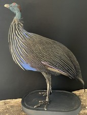 Magnifique Taxidermie Oiseau