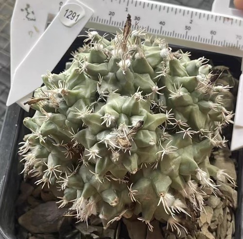 Turbinicarpus nicolas fiore - nicolas,