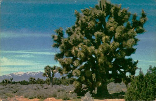 Joshua tree yucca - joshua, brevifolia