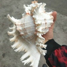 Naturale Grande Conchiglia