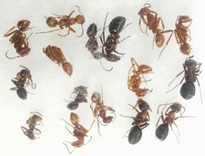 Set Polyergus rufescens 9