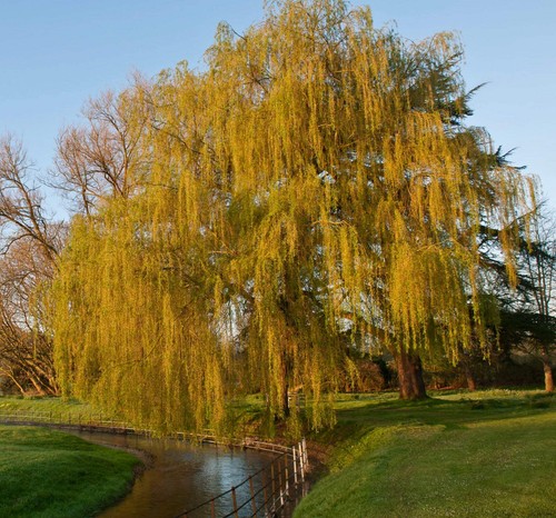 Salix babylonica salice - -,