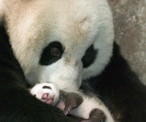 Quadro panda orso con - , il