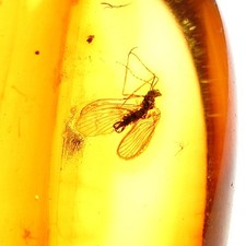 Ambra Baltica con Inclusione