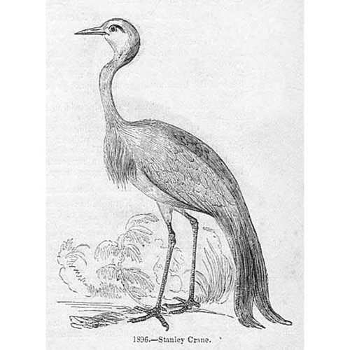 Birds stanley crane - birds,