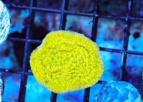 Limonata montipora coral - montipora,