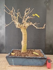 bonsai di gelso h 52 cm visita