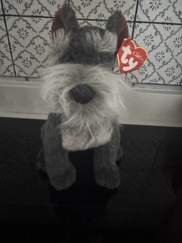 Max schnauzer cane cucciolo - ty,
