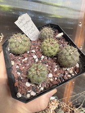 Copiapoa Cinerea Grown from
